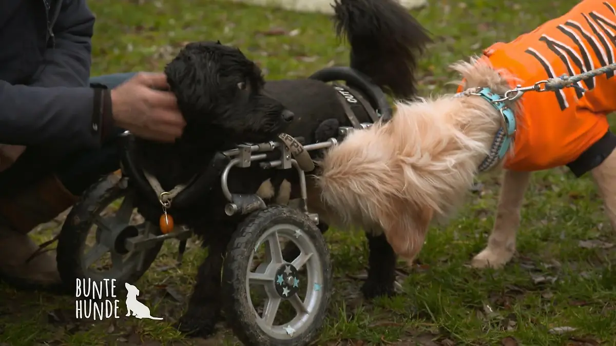 Zu Besuch in einer Hundeschule Rüde Carlo
