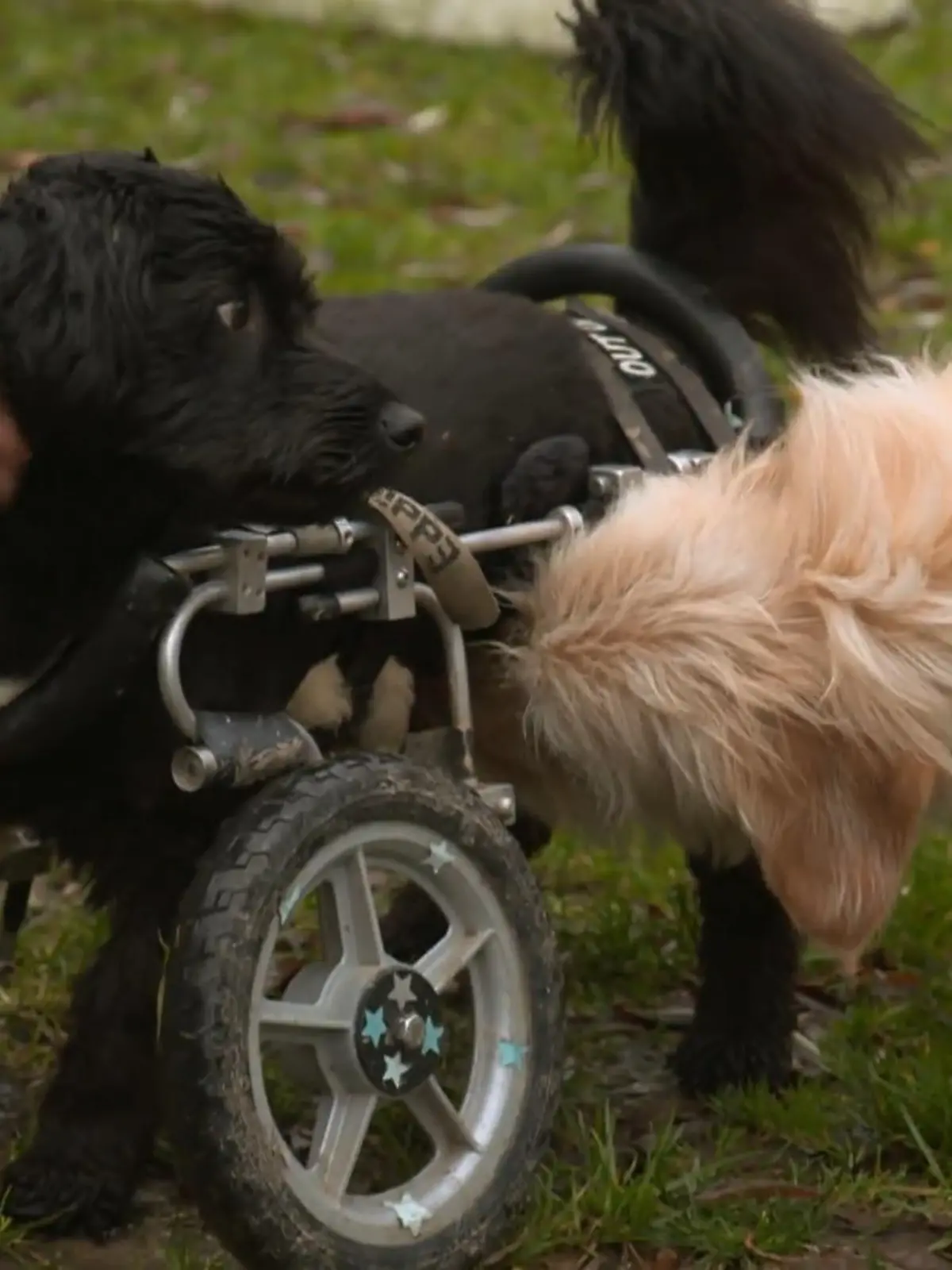 Bild zu: "Zu Besuch in einer Hundeschule"
