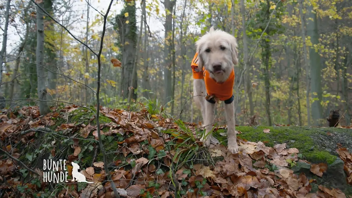 Wanderung mit dreibeinigem Hund Rüde Carlo