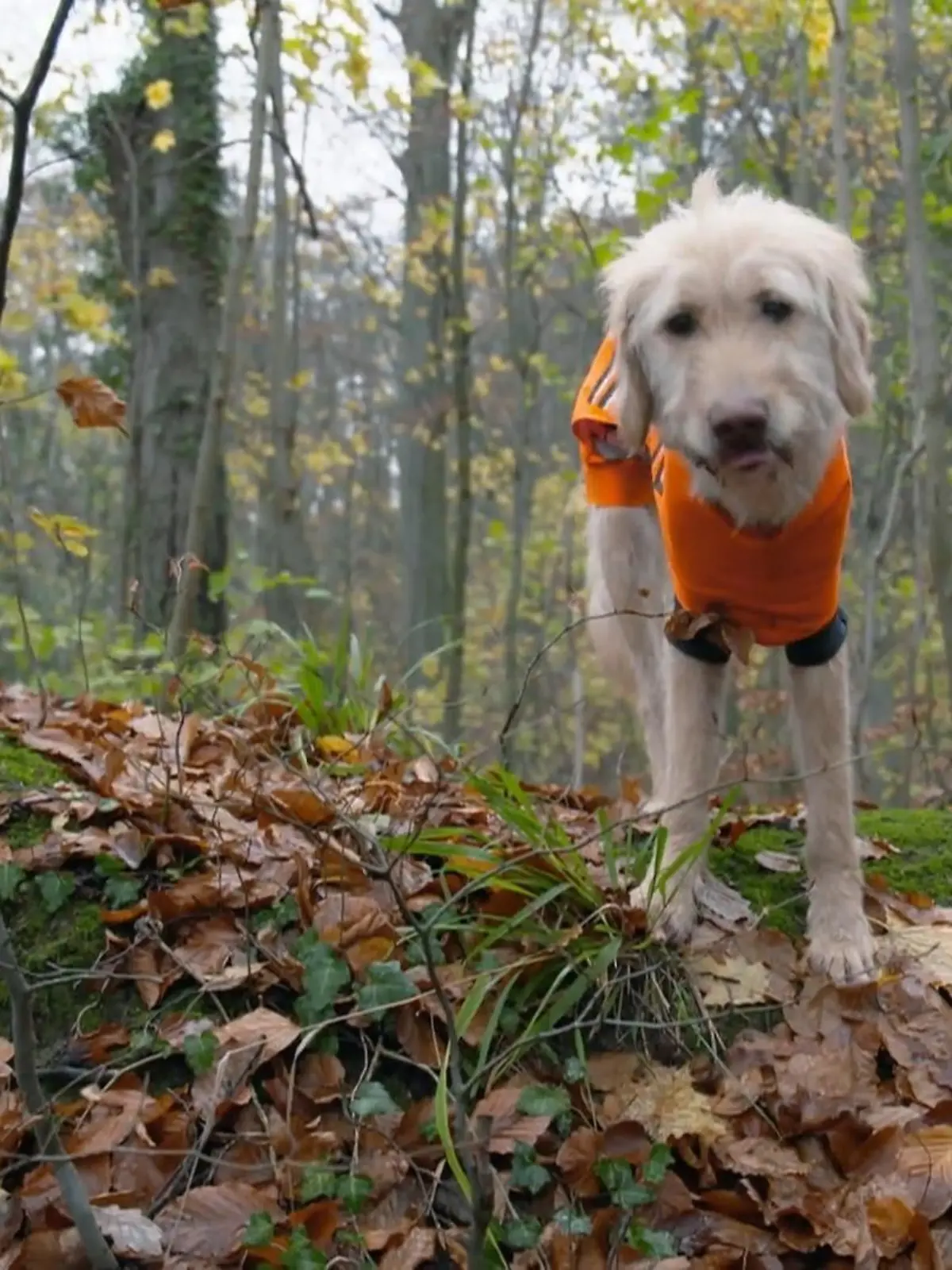 Bild zu: "Wanderung mit dreibeinigem Hund"