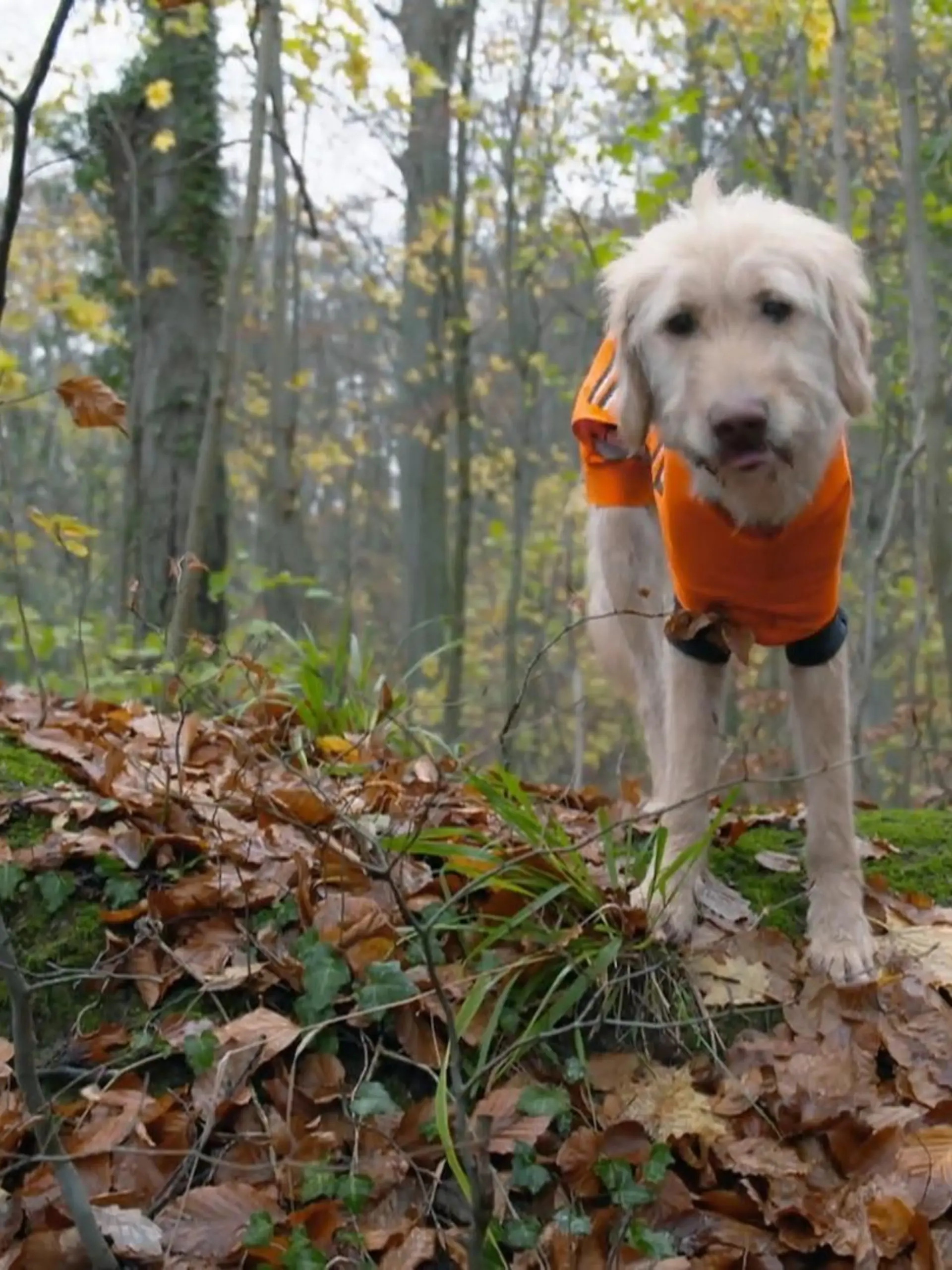 Bild zu: "Wanderung mit dreibeinigem Hund"