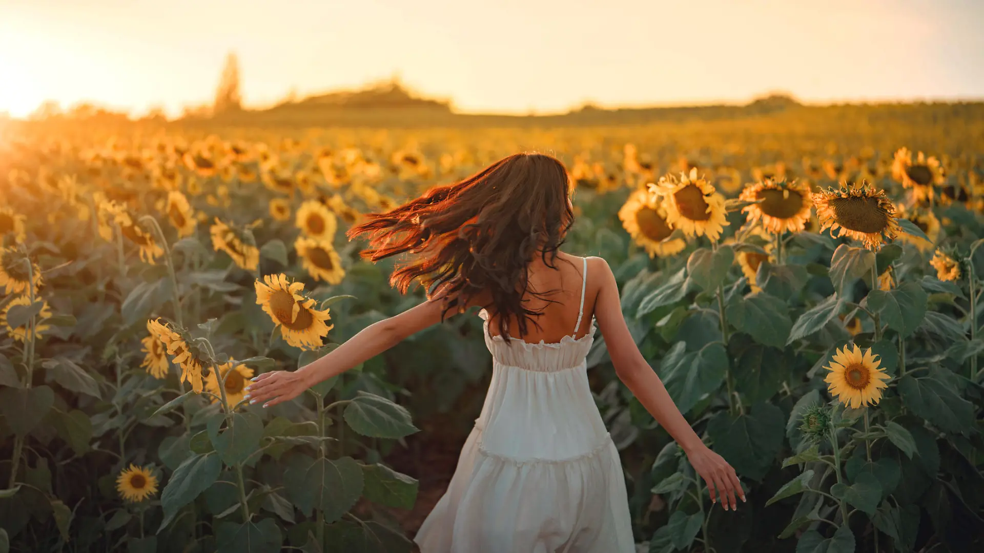 Carefree Happy beautiful young woman in white dress opened arms up in air and looking at sunset in a large field of sunflowers, Freedom concept, Enjoyment, Summer time.