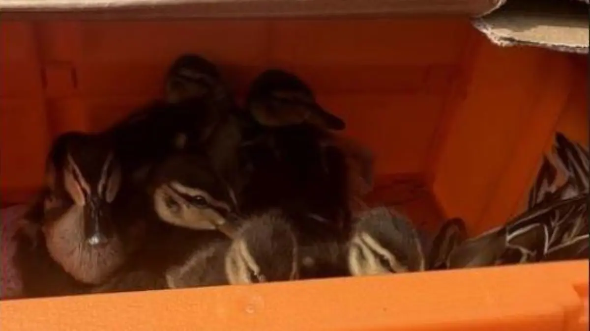 Spoiler: Die Geschichte hat ein Happy End - Ente gut, alles gut!