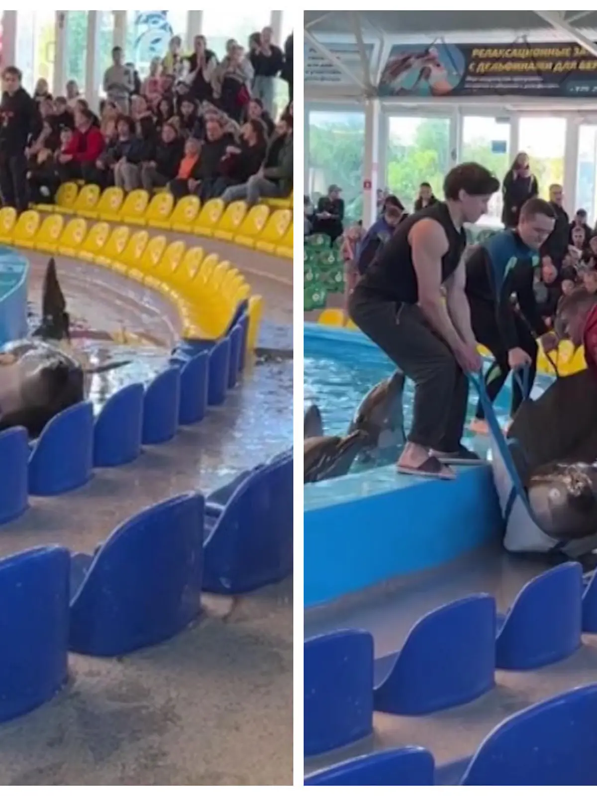 Besucher filmen den Delfin, der vor seinem Becken hilflos auf dem Trockenen liegt.