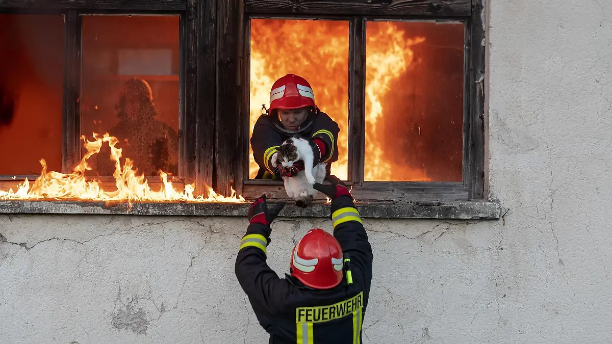 Firefighter hero carrying cat out from burning building area from the fire incident. Rescue animal from a dangerous place. Teamwork concept. High quality photo || Modellfreigabe vorhanden