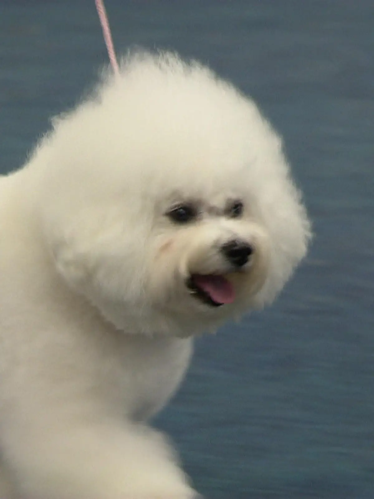 Bild zu: "Vierbeiner bei der Messe Dogs and Fun"