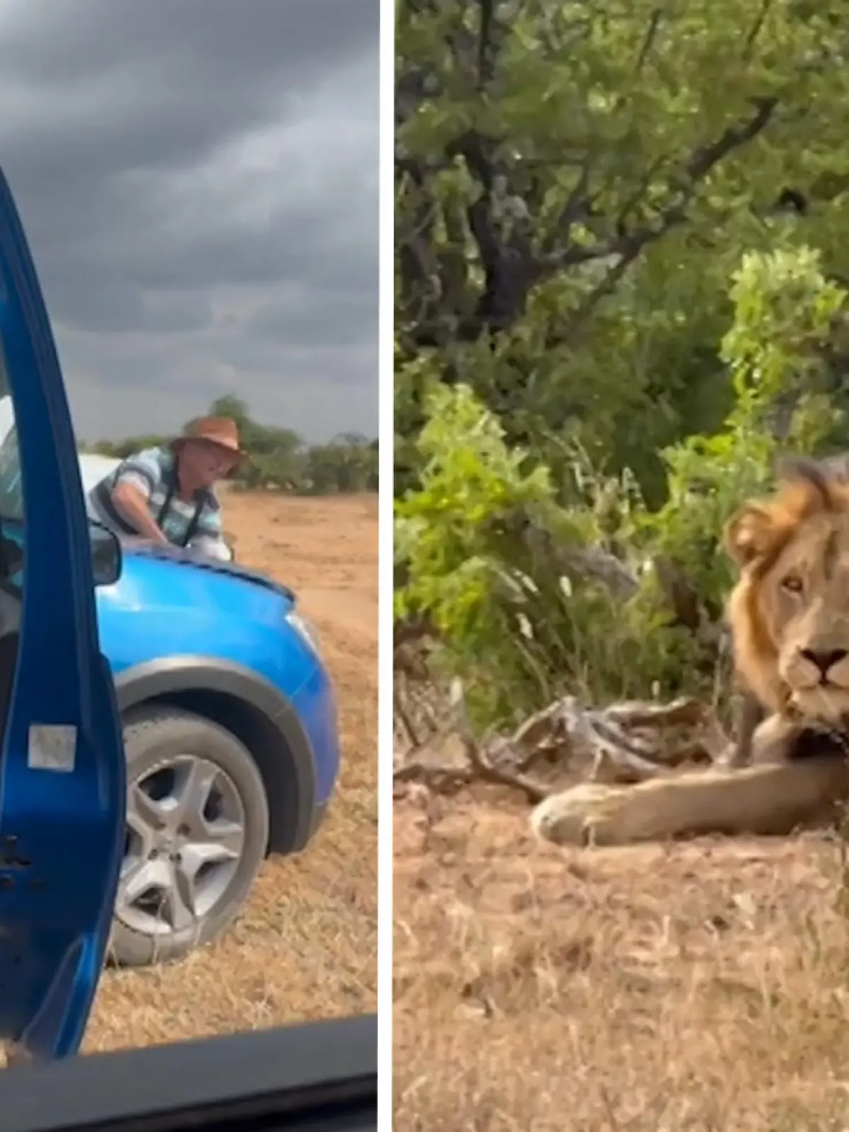 Mitten im Löwen-Revier stranden...

ein denkbar schlechter Parkplatz. Das Auto einer Familie im Kruger Nationalpark in Südafrika springt nicht mehr an. Nur wenige Meter entfernt sind zwei Löwen, für die Familie gibt es keine Fluchtmöglichkeit. Doch Rettung naht! 

Die gesamte Rettungsaktion und mit wie viel Humor alle Anwesenden die Situation nehmen, erfahrt ihr im Video.