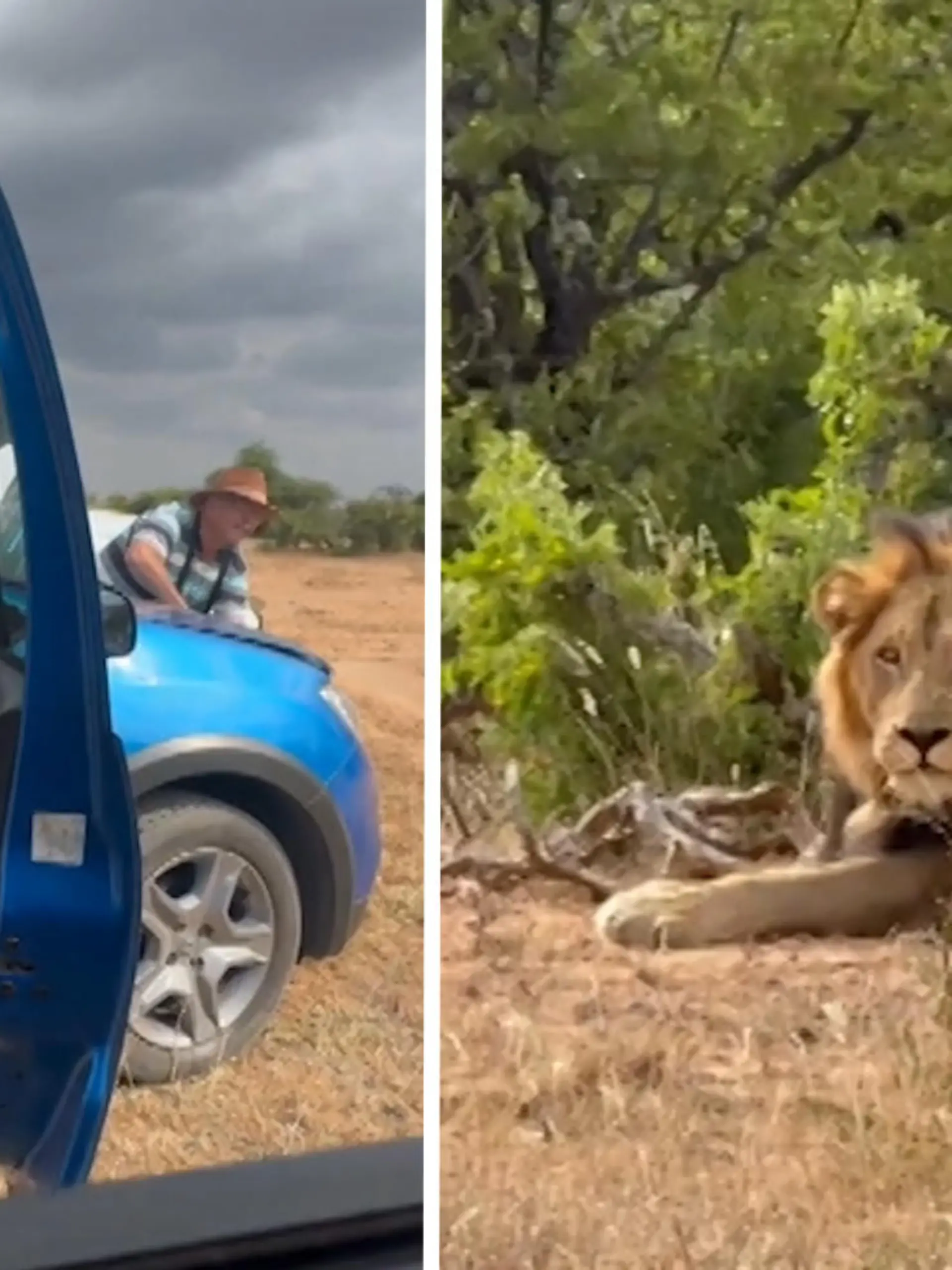 Mitten im Löwen-Revier stranden...

ein denkbar schlechter Parkplatz. Das Auto einer Familie im Kruger Nationalpark in Südafrika springt nicht mehr an. Nur wenige Meter entfernt sind zwei Löwen, für die Familie gibt es keine Fluchtmöglichkeit. Doch Rettung naht! 

Die gesamte Rettungsaktion und mit wie viel Humor alle Anwesenden die Situation nehmen, erfahrt ihr im Video.