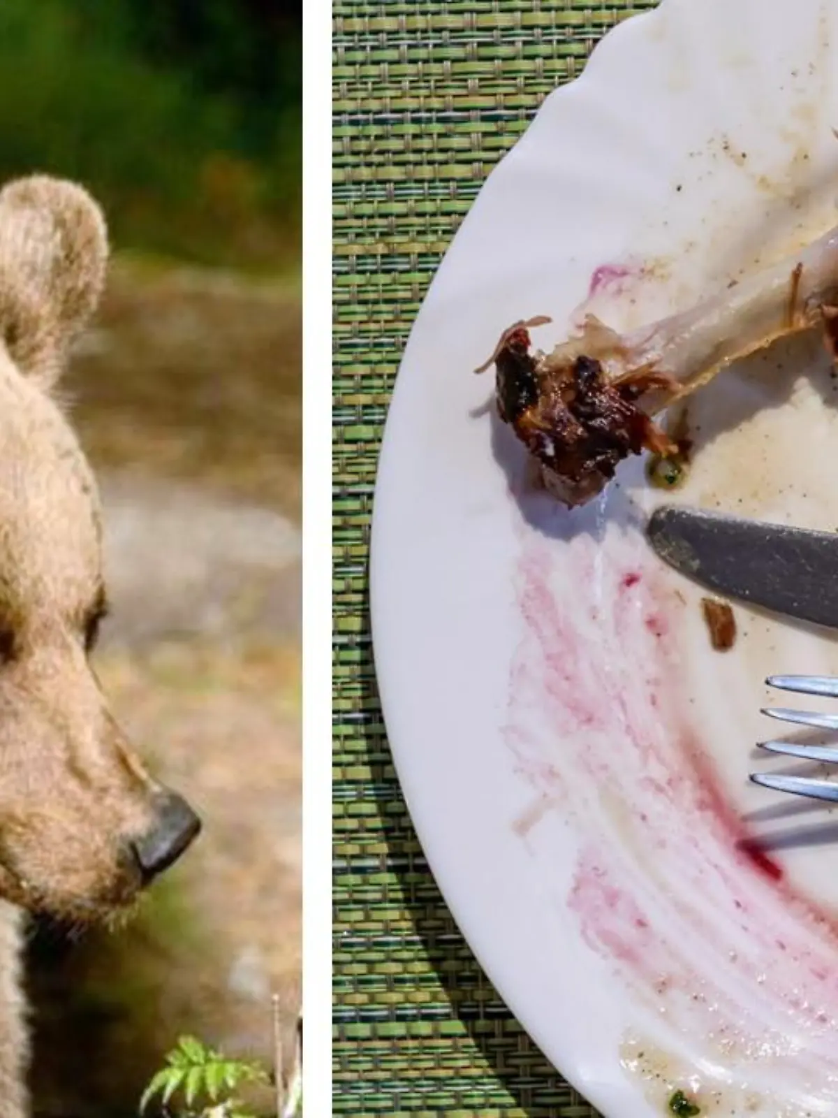 Die ganze Familie verspeist das Fleisch eines Bären. (Symbolbild)