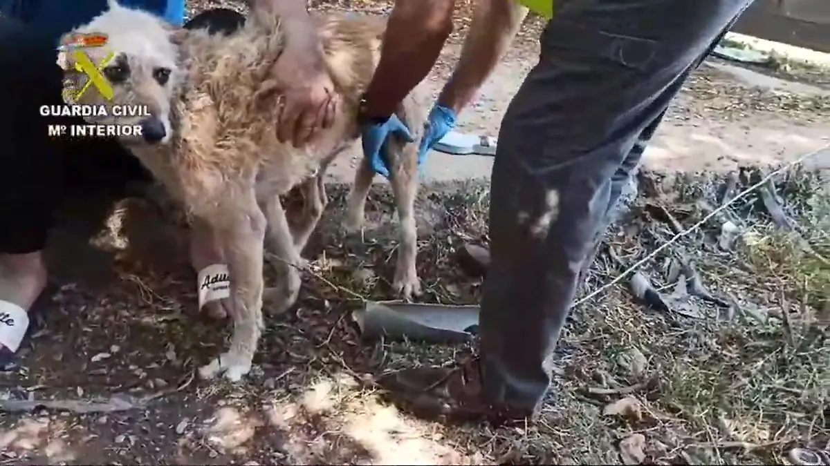 Die zwölf verwahrlosten Hunde sind beschlagnahmt worden.