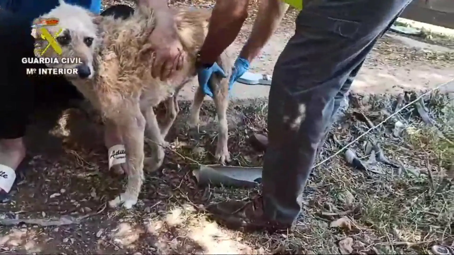 Die zwölf verwahrlosten Hunde sind beschlagnahmt worden.