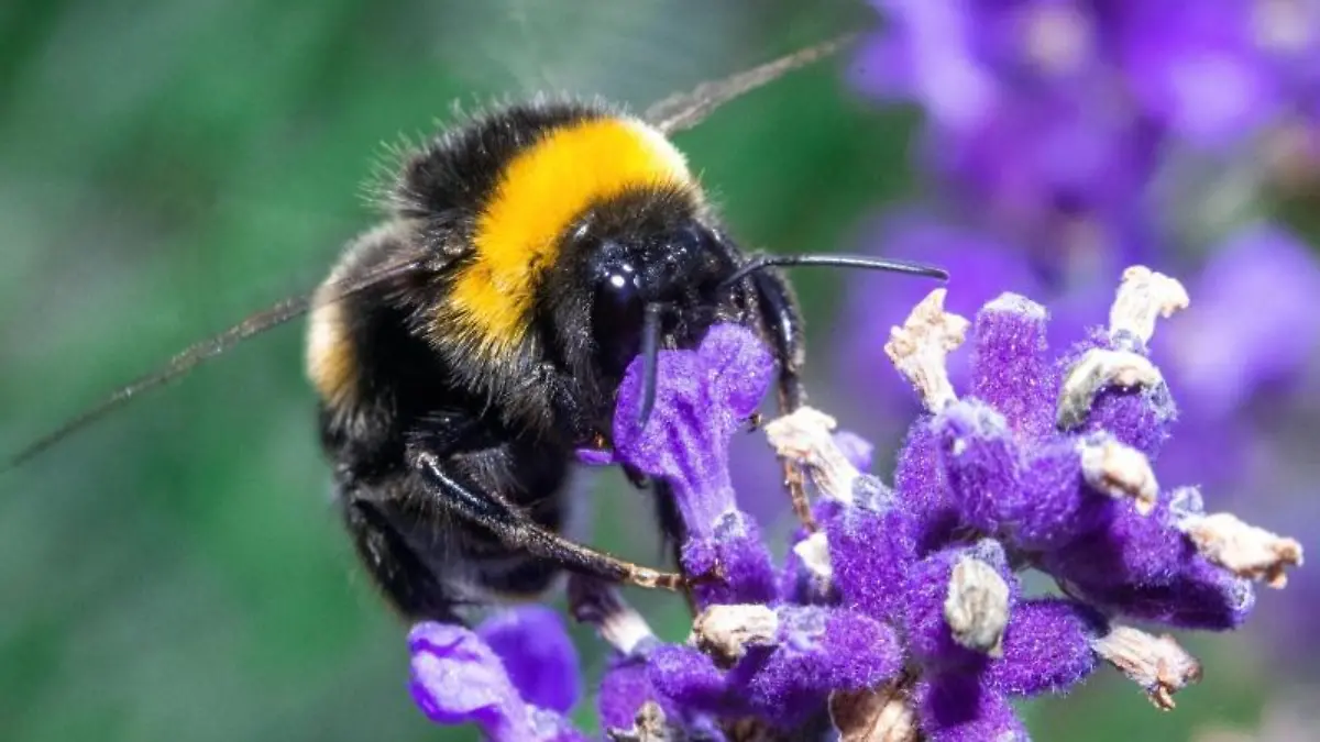 Hummeln sammeln Pollen