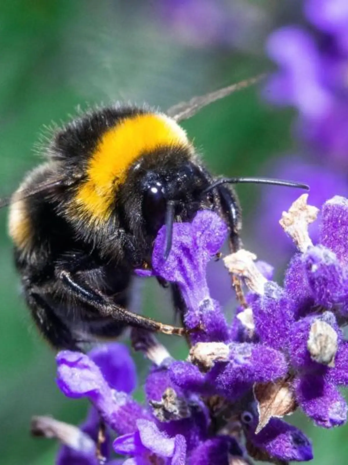 Hummeln sammeln Pollen