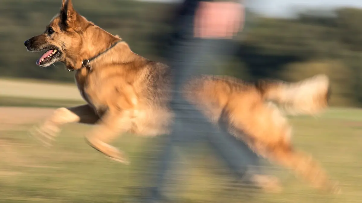 Ein Schäferhund-Mischling beim Spaziergang mit seinem Frauchen.