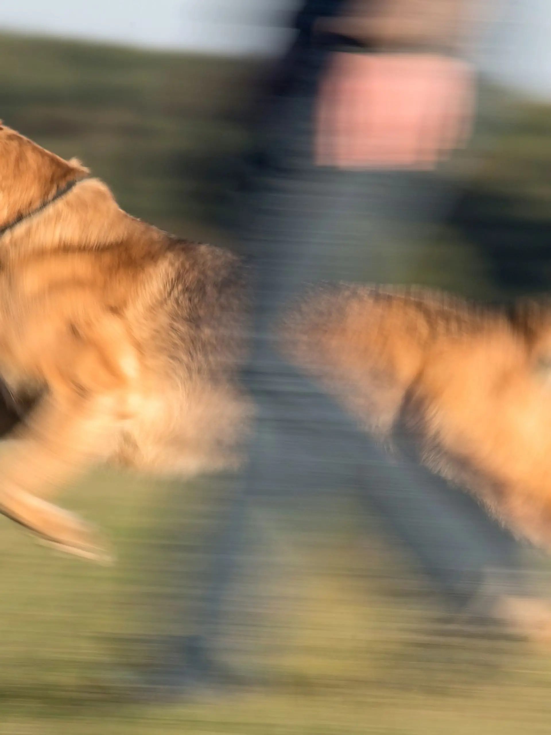 Ein Schäferhund-Mischling beim Spaziergang mit seinem Frauchen.