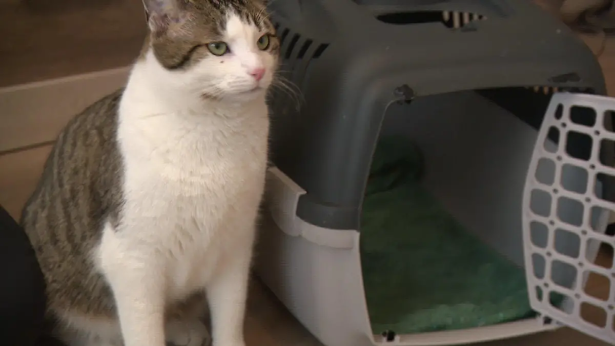 Vor kurzem bedeutete die Transportbox für Kater Juri noch Stress pur, doch dank vieler Leckerlis taut er langsam auf.