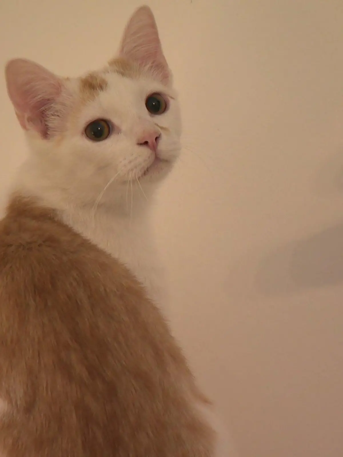 Auch, wenn sie oft als Einzelgänger gelten: Auch Katzen haben Trennungsängste.