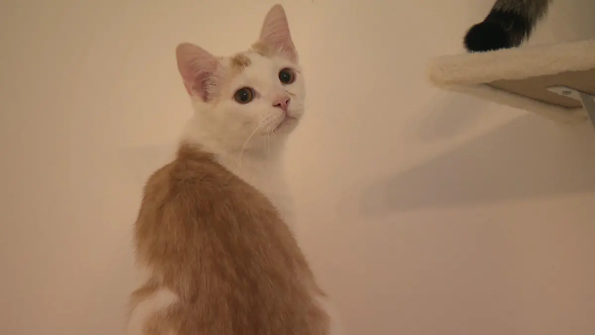 Wenn ihre Besitzer das Haus verlassen, beginnt für manche Katzen eine schwere Zeit.