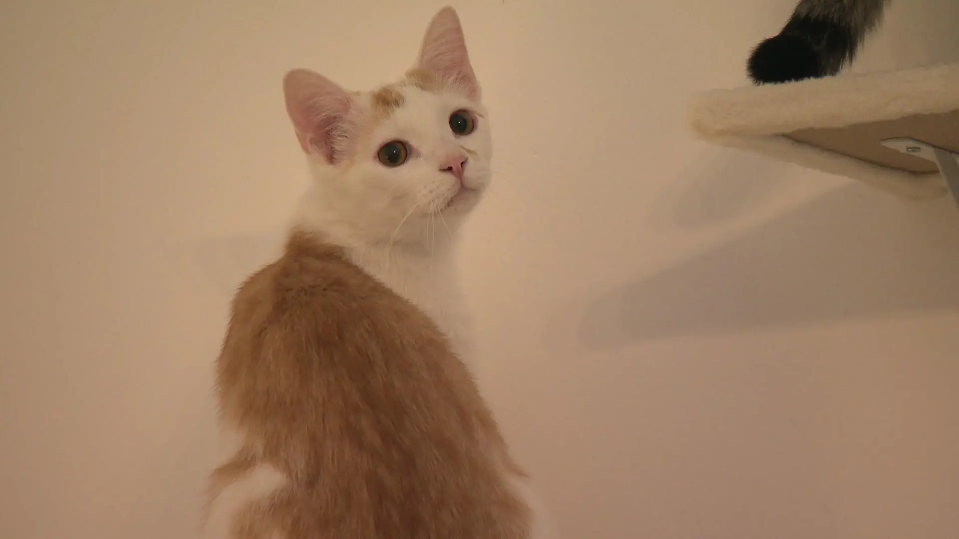 Wenn ihre Besitzer das Haus verlassen, beginnt für manche Katzen eine schwere Zeit.