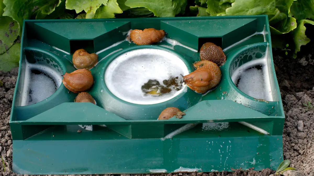 Spanische Wegschnecken in Bierfalle / (Arion lusitanicus) / Schneckenabwehr, Schneckenfalle