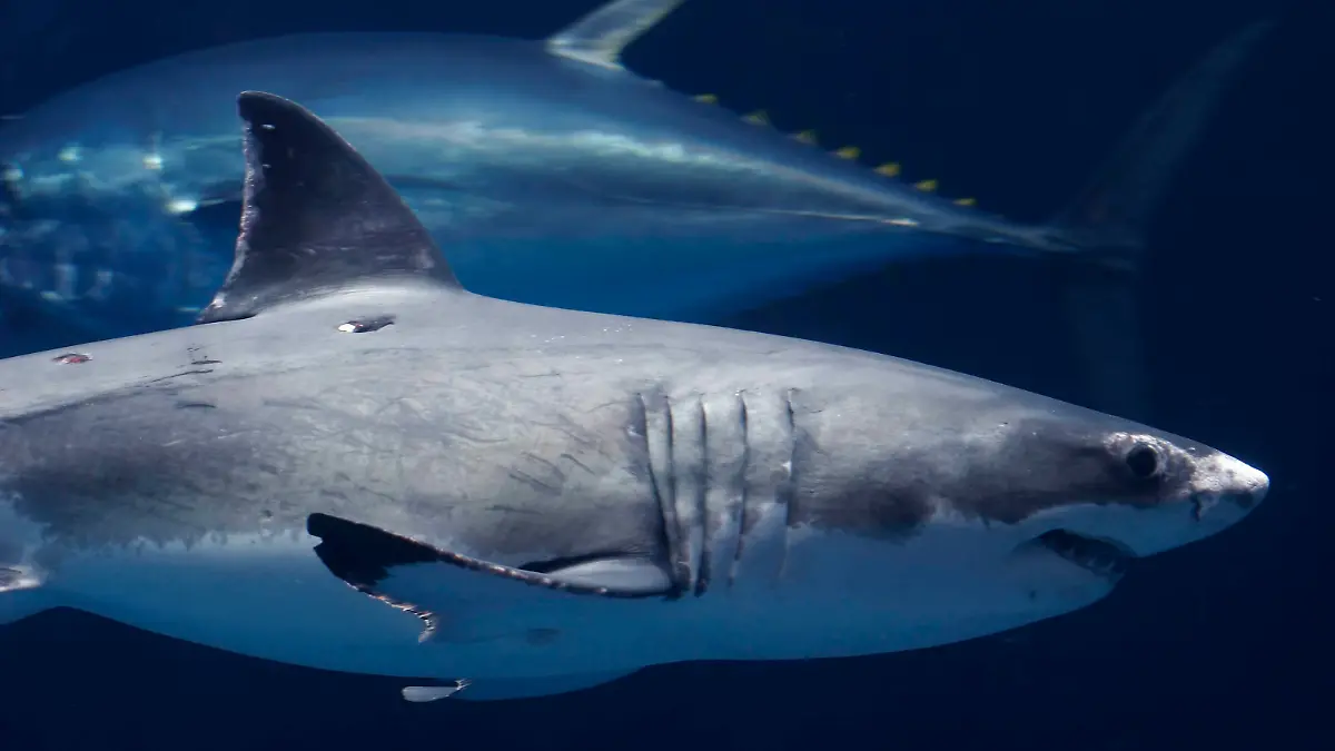 The only Great White Shark in captivity has begun eating the other sharks in its aquarium. The killer shark sunk its razor-sharp teeth into two soupfin sharks - devouring two in two weeks. No one can explain why the shark has suddenly turned on its fellow exhibits. She has been at Monterey Bay Aquarium for six months after being rescued from the tangled nets of a fishing boat in South California. It is the first Great White to survive captivity for more than a few days and has brought a 30% rise in the number of visitors to the Monterey Bay Aquarium.
Staff at the attraction maintain the four-foot killer shark is not becoming too aggressive to keep in their tanks.
But they have had to move the two remaining soupfin sharks that were sharing the tank to another exhibit in case the female Great White attacks again.
Pictures courtesy of Monterey Bay Aquarium
<P>
<B>Ref: JWLA 140305 A </B>
<P>
<B>Splash News and Pictures</B><br>
Los Angeles: 310-821-2666<br>
New York: 212-619-2666<br>
London: 207-107-2666<br>
photodesk@splashnews.com