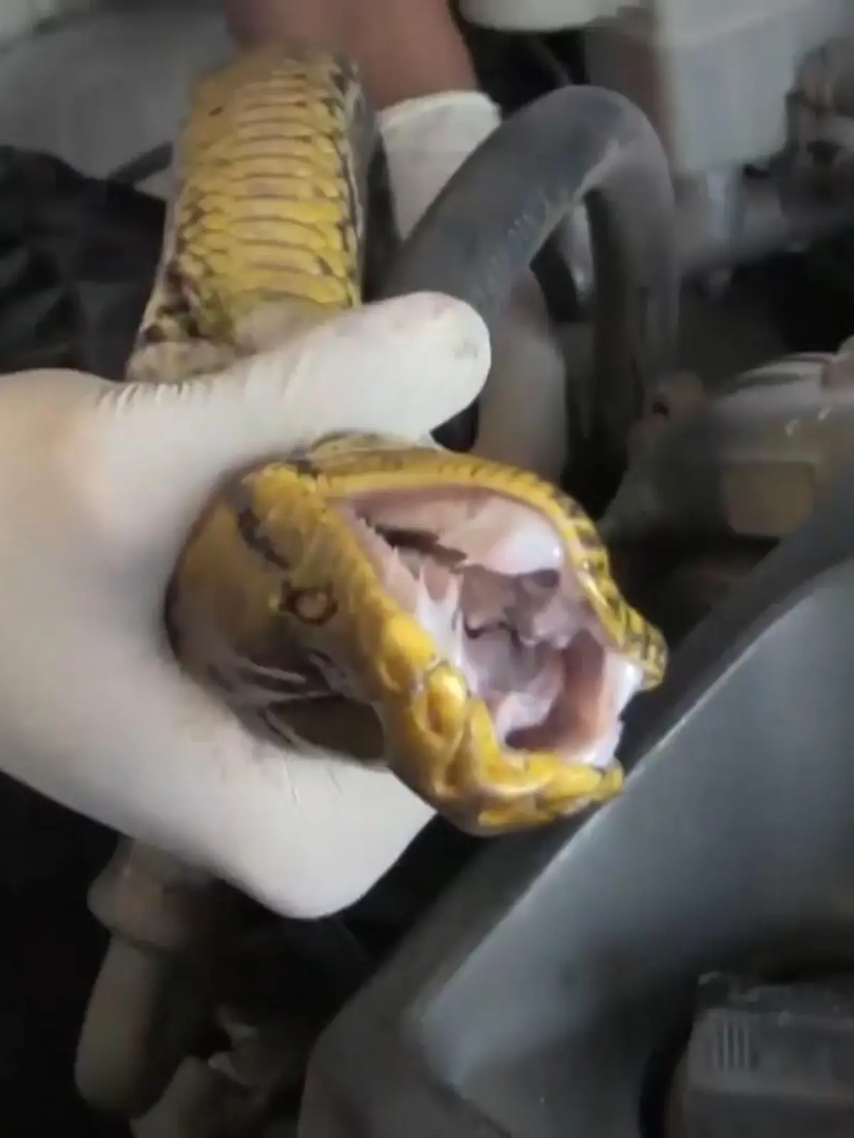 In Thailand hat sich diese riesige Python einmal durch ein Auto geschlängelt! Umso schwerer war es, das Tier wieder rauszubekommen. Motorraum, Radkasten und Unterboden – fast sämtliche Hohlräume wurden von der Schlange inspiziert. Wie aufwändig es war, das Tier zu befreien, zeigen wir im Video.