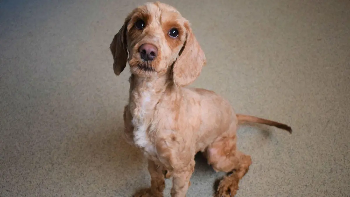 Hund Zelda nach Veränderung