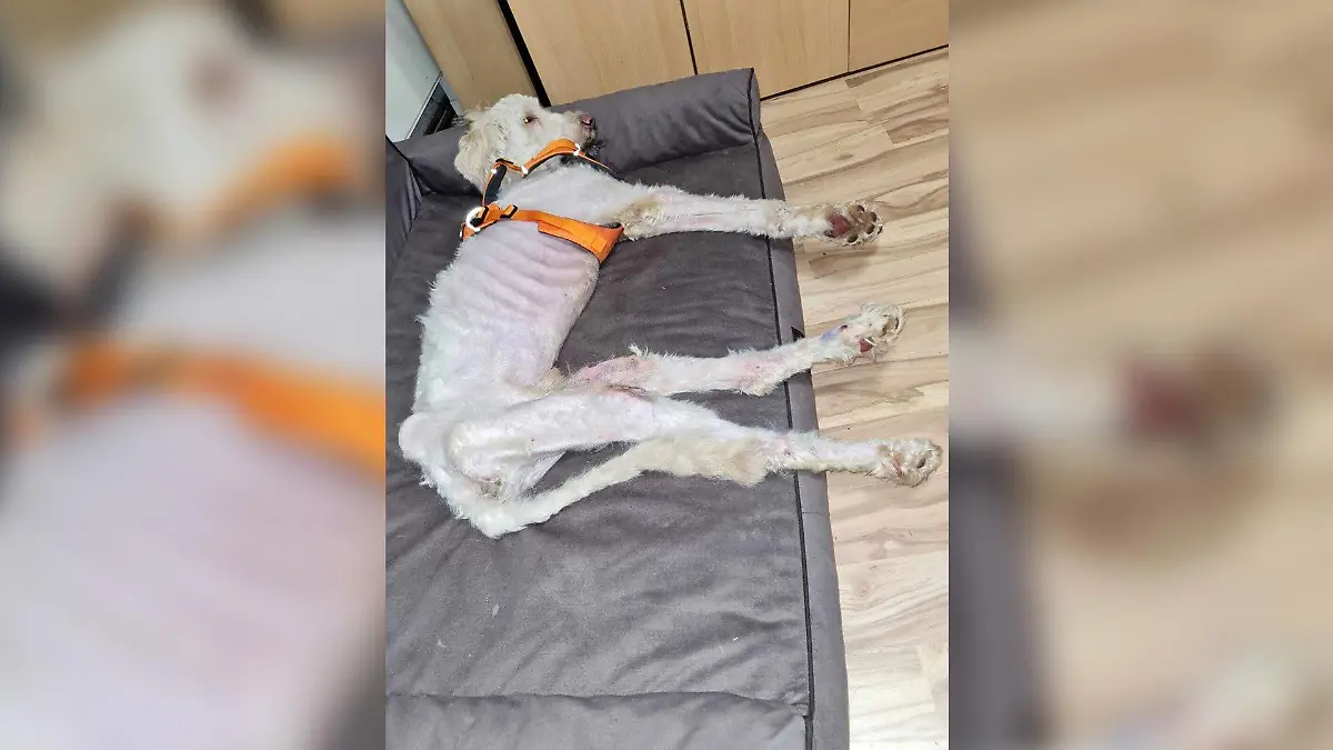 Hund Benny liegt auf Couch