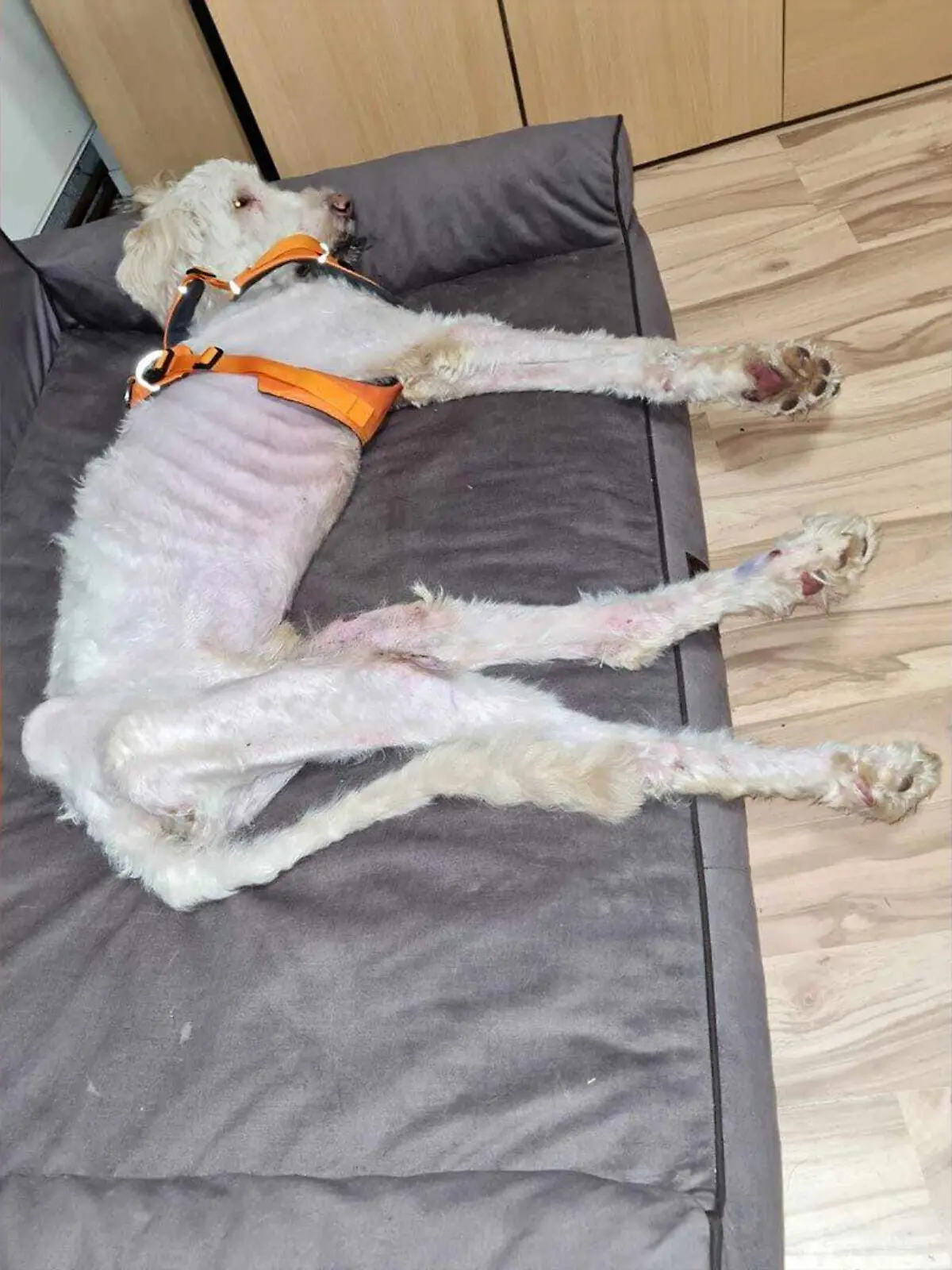 Hund Benny liegt auf Couch
