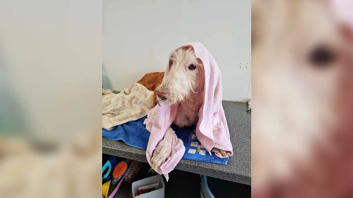 Hund Benny mit Handtuch auf einer Liege