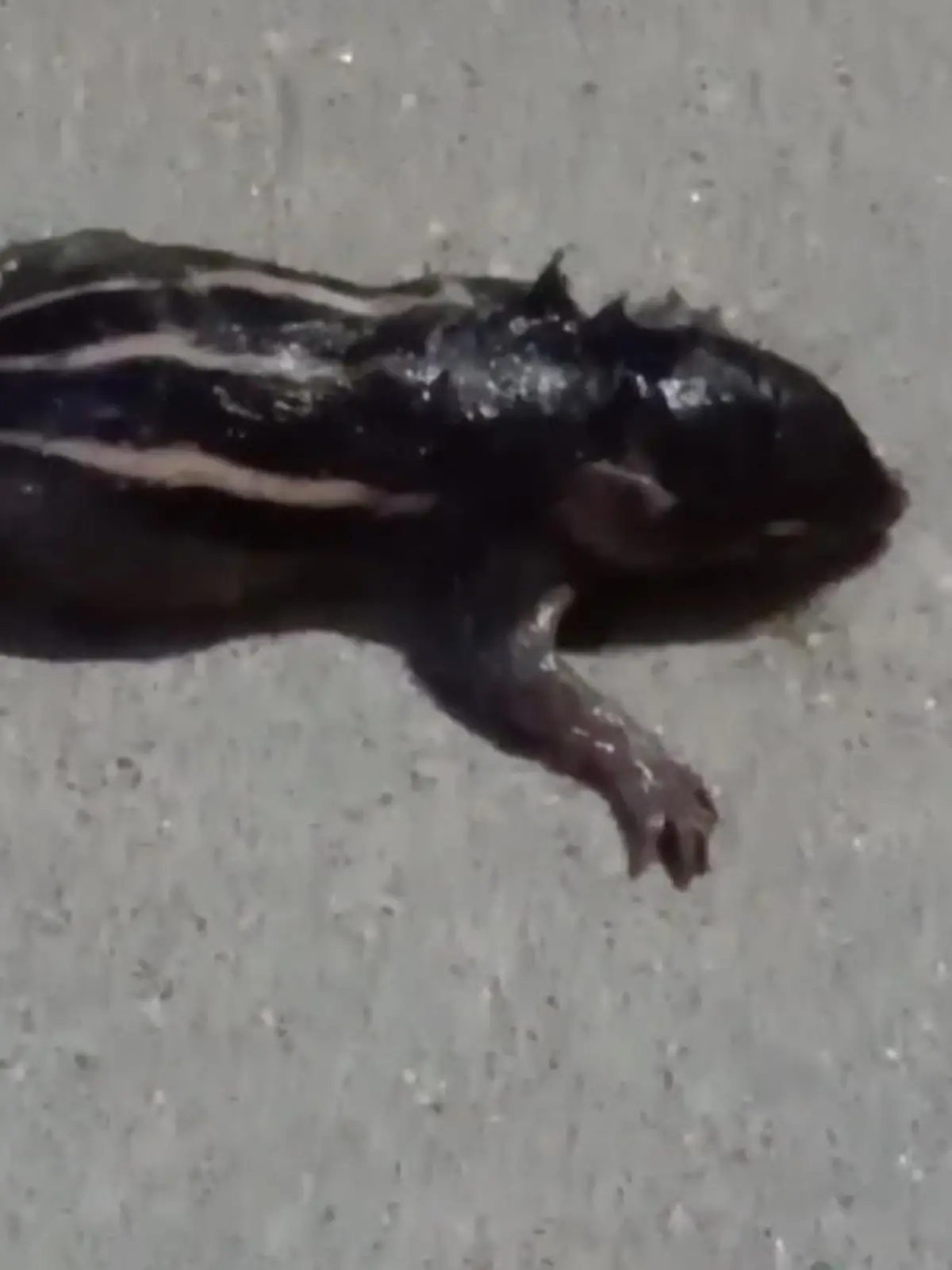 Ein Schlangenretter fängt eine Schlange an einem Bahnsteig in Indien. Er bemerkt, dass sich im Magen der Schlange etwas bewegt. Ein Baby-Eichhörnchen wird lebend aus der Schlange befreit!