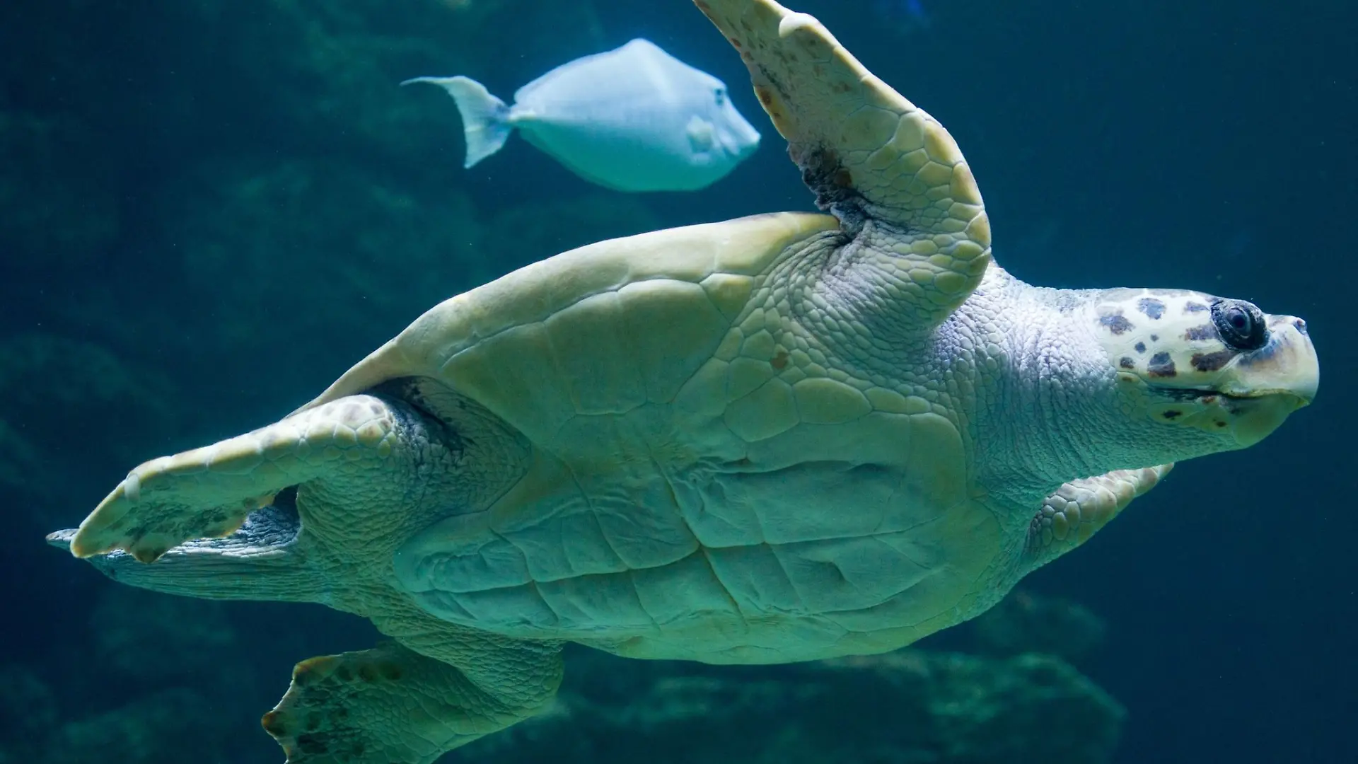 «Die Tatsache, dass die Brutzeit früher beginnt, deutet darauf hin, dass die Schildkröten sich anpassen, um die sehr hohen Temperaturen im Sommer zu vermeiden.»