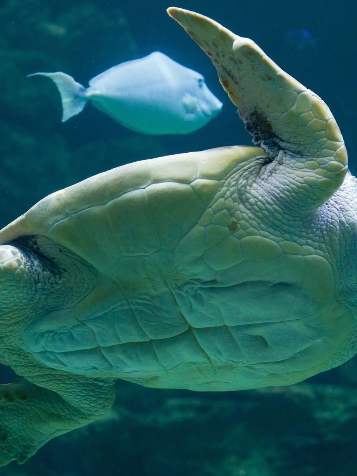 Bild zu: "Tierschützer bringen Schildkröteneier in Sicherheit "