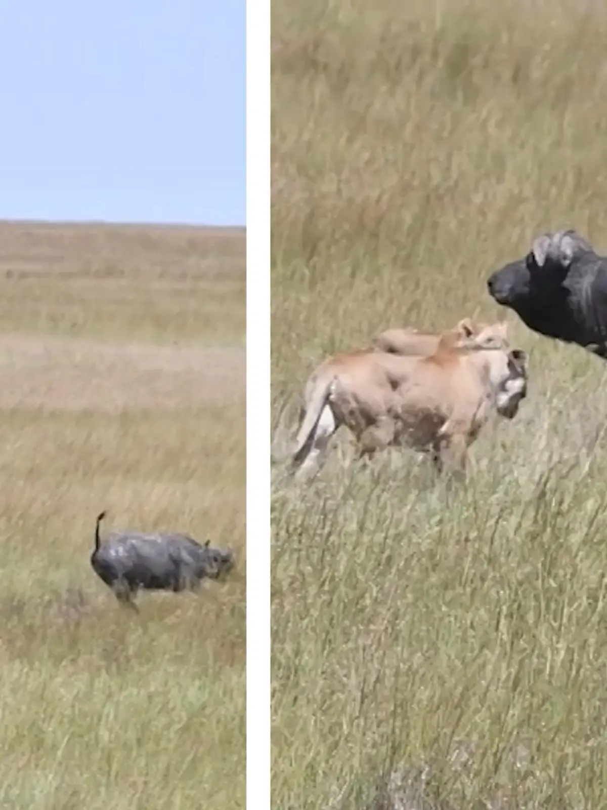 Ein Büffel aus dem afrikanischen Kenia muss es mit fünf Löwen gleichzeitig aufnehmen. Während eine Gruppe von Touristen gerade eine Tour durch das Reservat macht, schleicht sich das Rudel immer näher an den Bullen ran und es kommt zum Kampf. Wie die Jagd zwischen Raubkatzen und Fluchttier ausgeht, erfahrt ihr im Video.