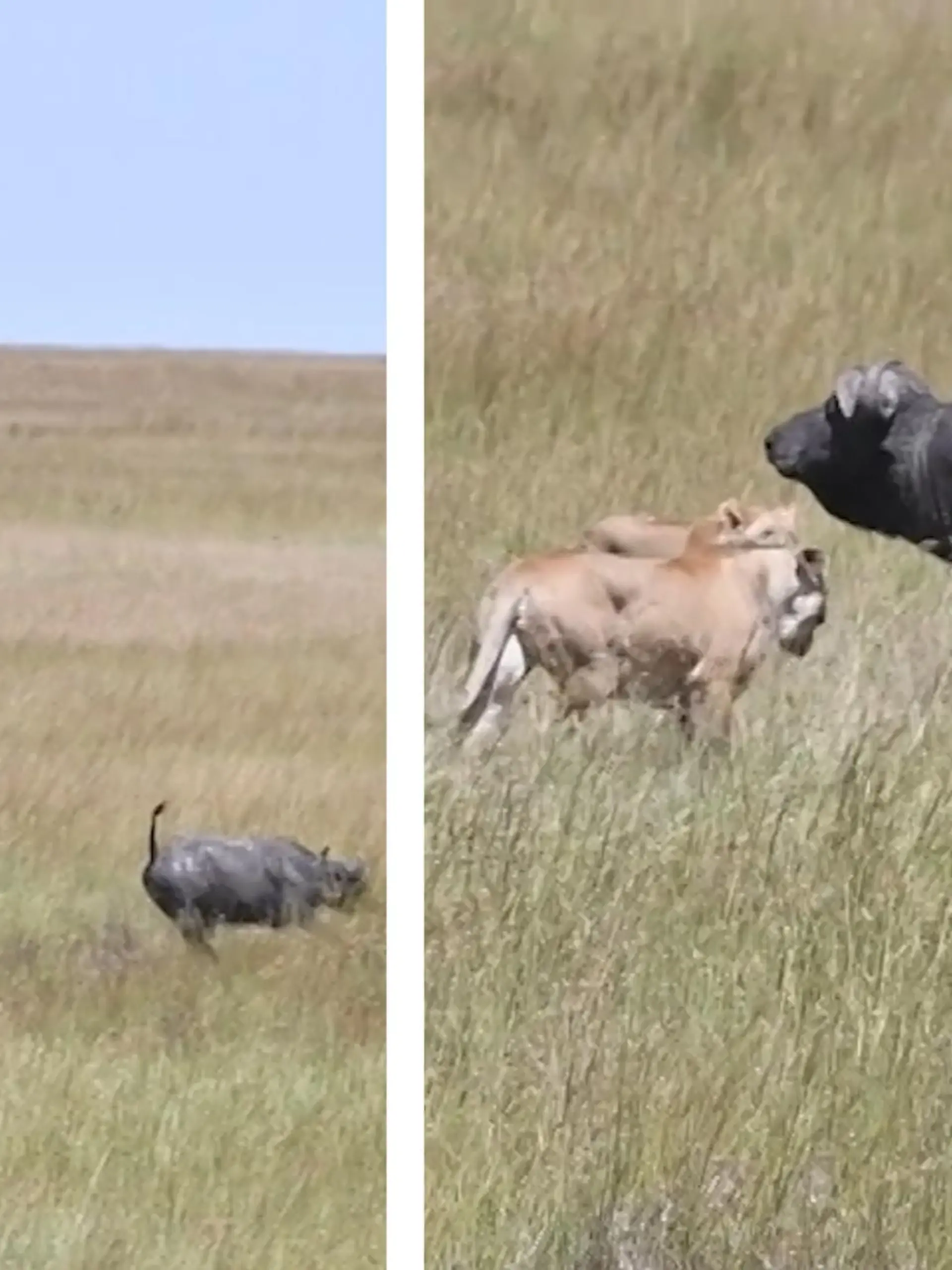 Ein Büffel aus dem afrikanischen Kenia muss es mit fünf Löwen gleichzeitig aufnehmen. Während eine Gruppe von Touristen gerade eine Tour durch das Reservat macht, schleicht sich das Rudel immer näher an den Bullen ran und es kommt zum Kampf. Wie die Jagd zwischen Raubkatzen und Fluchttier ausgeht, erfahrt ihr im Video.