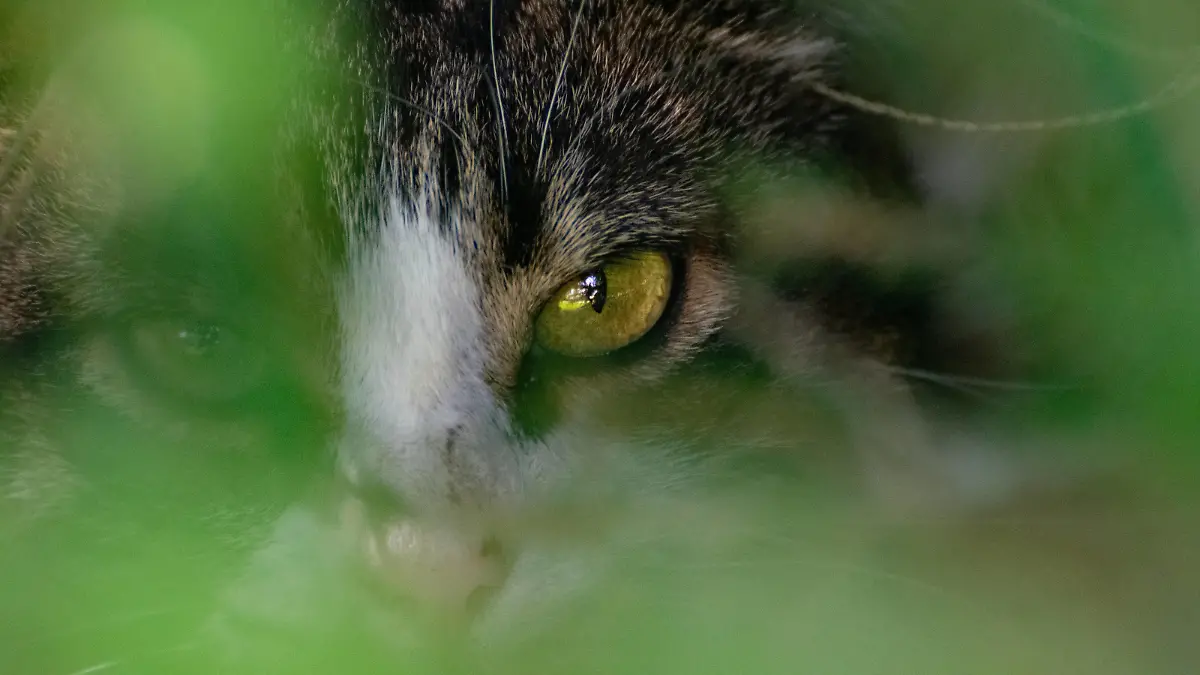 Augenkontakt mit einer Katze halbverborgene Katze, direkter Blickkontakt Copyright: xZoonar.com/Eva-MariaxPollichx 21507705
