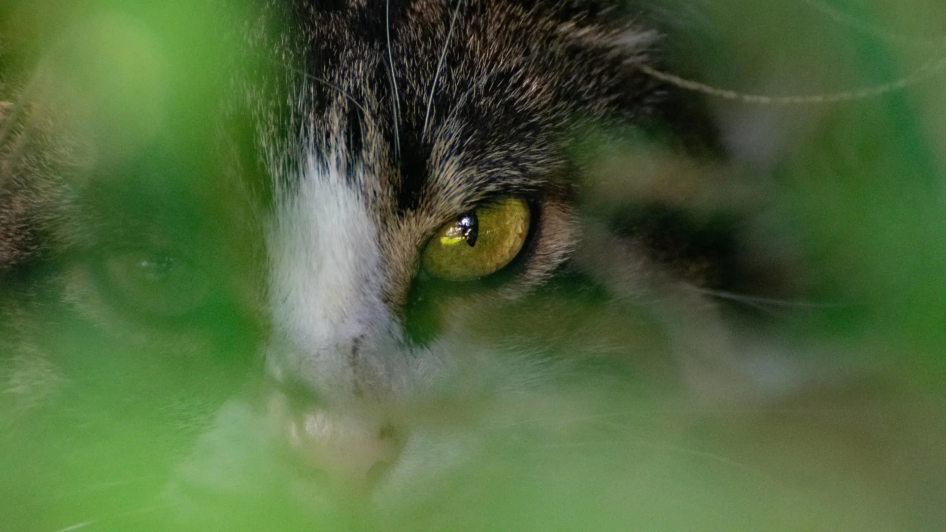 Augenkontakt mit einer Katze halbverborgene Katze, direkter Blickkontakt Copyright: xZoonar.com/Eva-MariaxPollichx 21507705