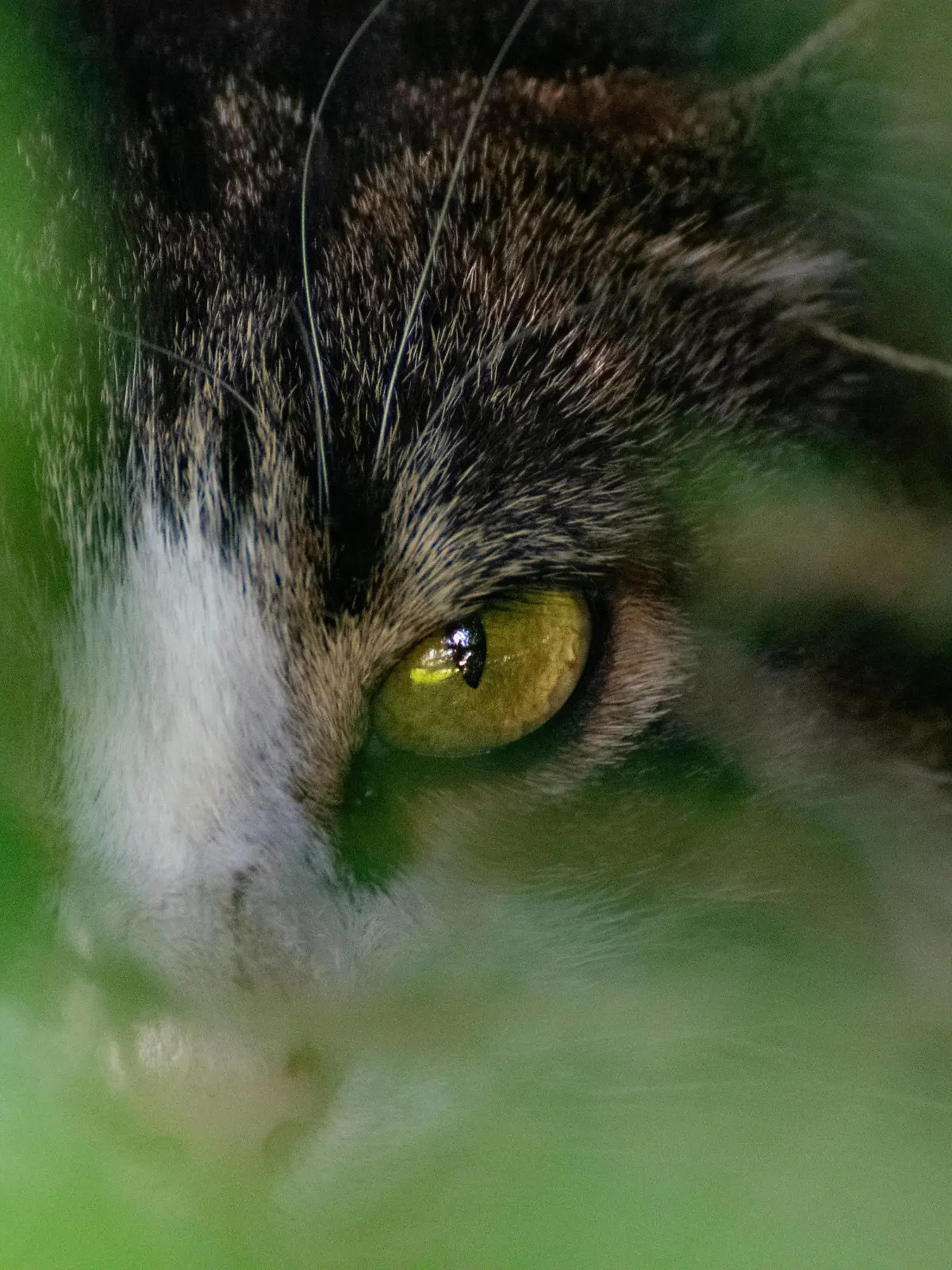 Augenkontakt mit einer Katze halbverborgene Katze, direkter Blickkontakt Copyright: xZoonar.com/Eva-MariaxPollichx 21507705