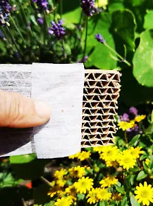 150 Florfliegenlarven gegen Blattläuse