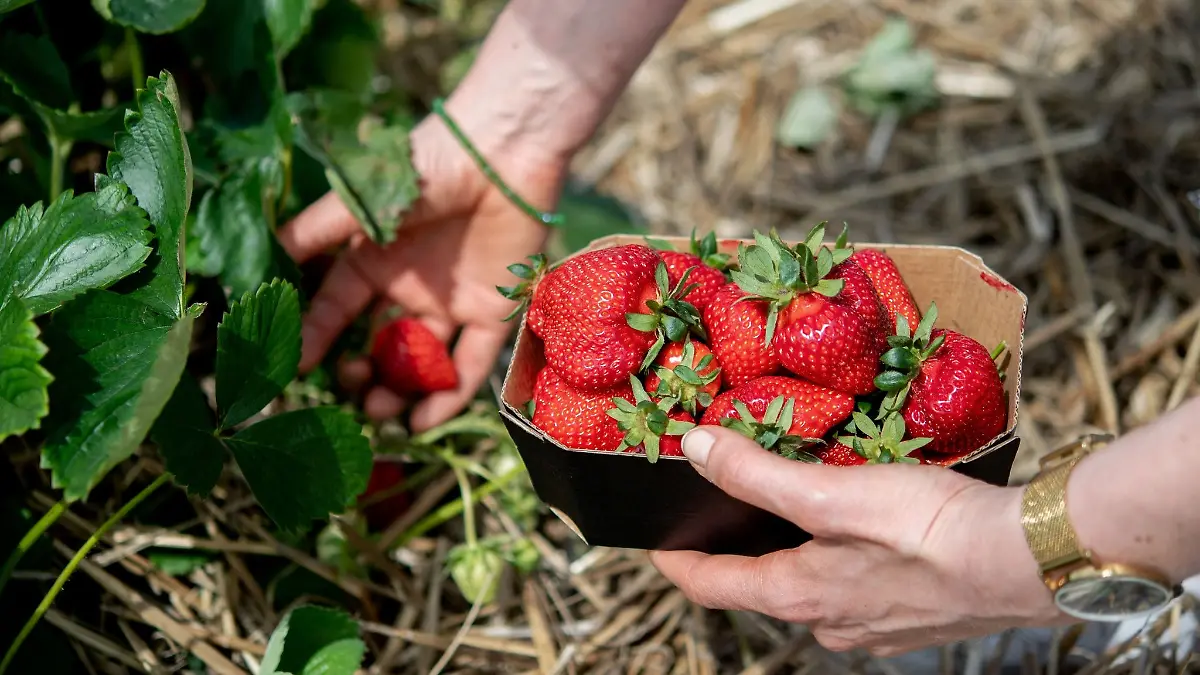 Eine Frau pflückt Erdbeeren auf einem Feld.