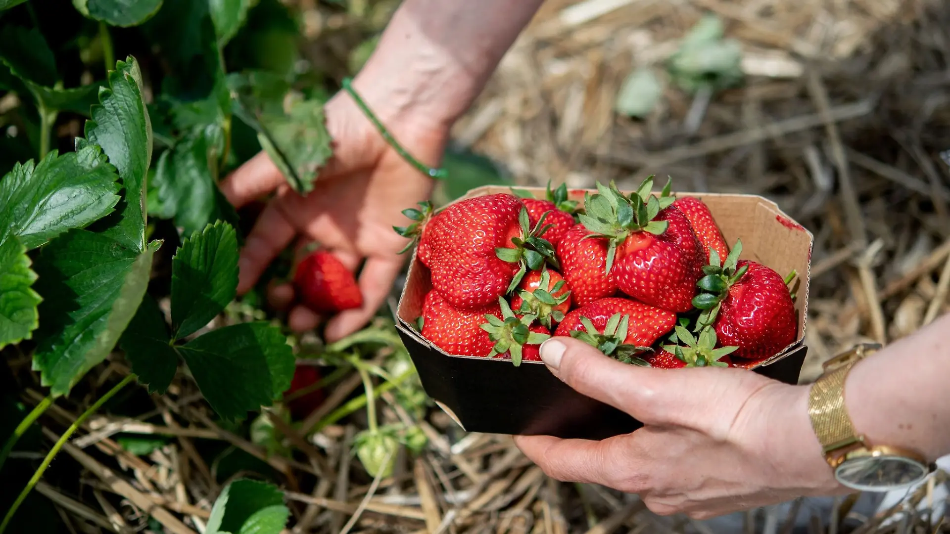 Eine Frau pflückt Erdbeeren auf einem Feld.