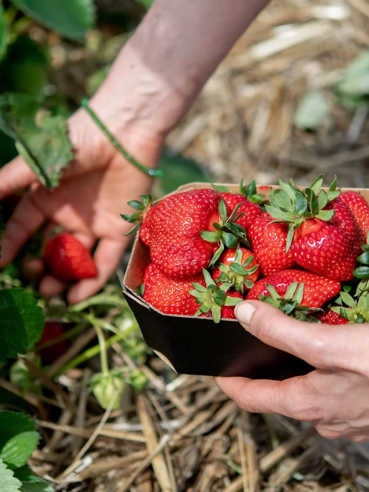 Eine Frau pflückt Erdbeeren auf einem Feld.