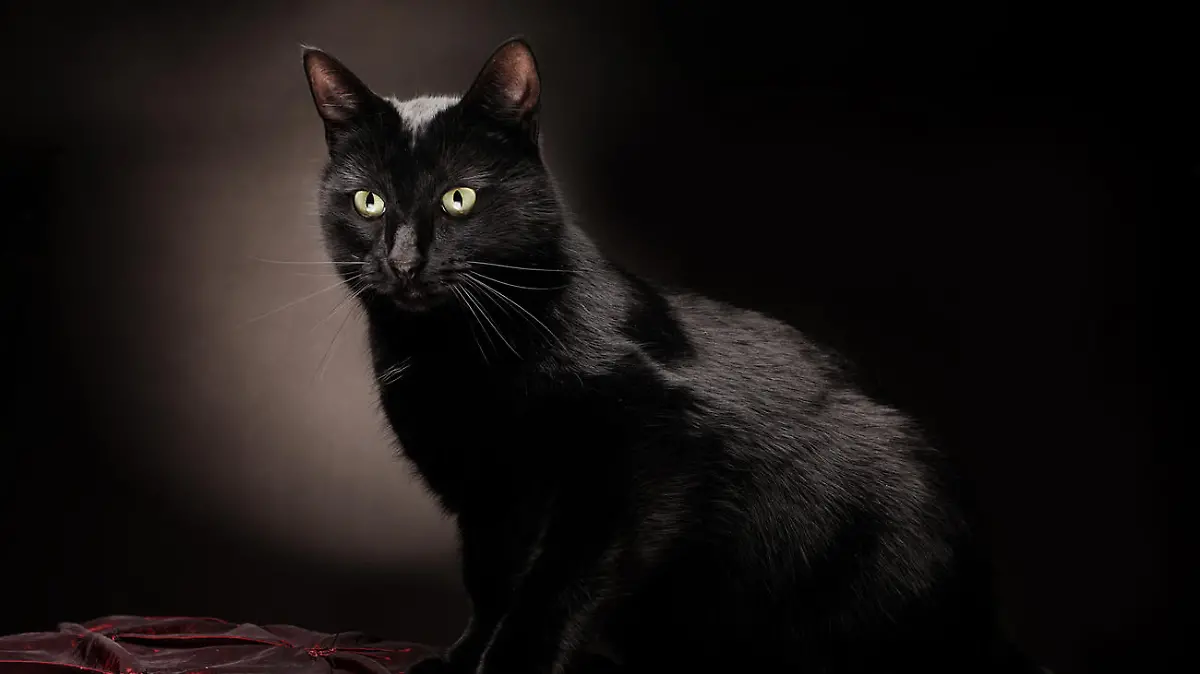 black cat setting, looking down
