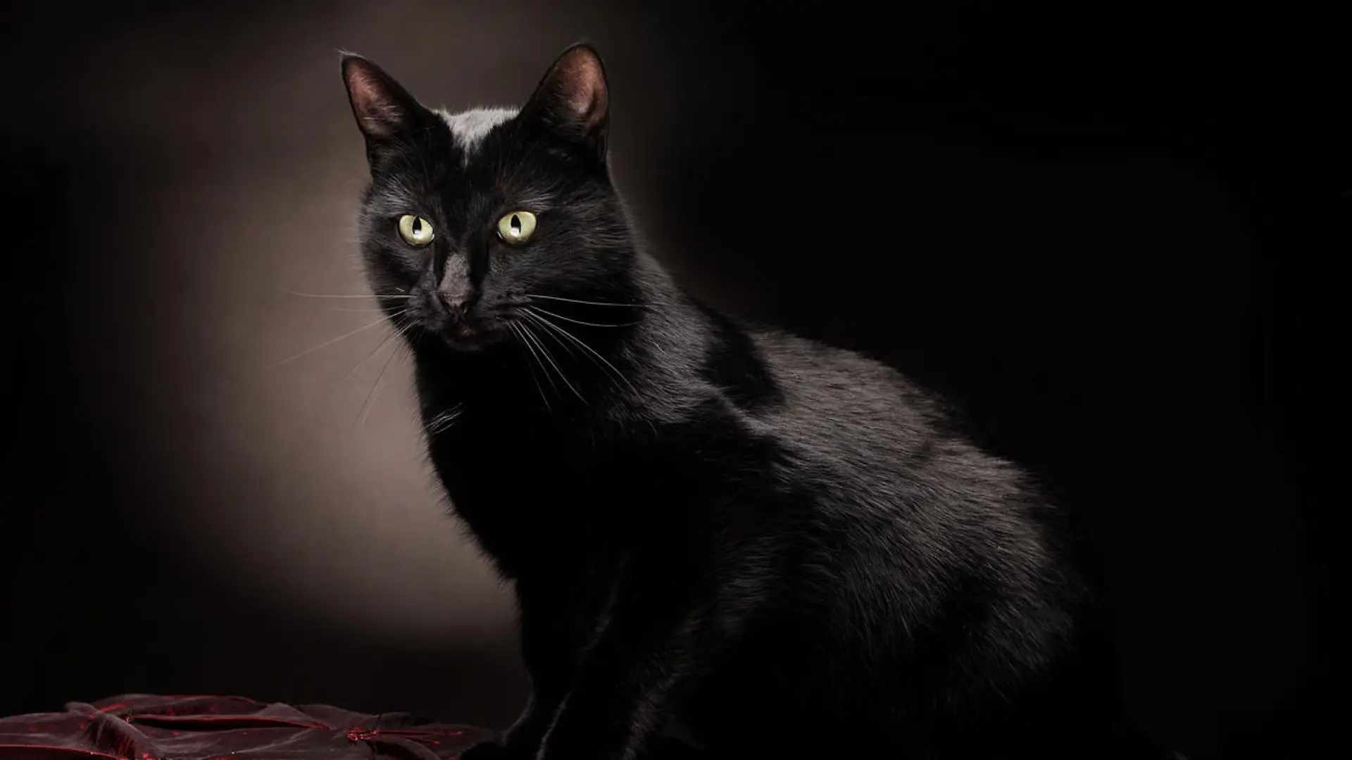 black cat setting, looking down