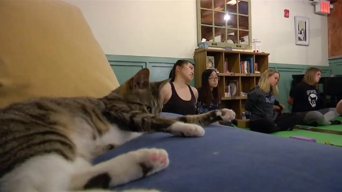New York: Katzen-Yoga im Katzen-Café