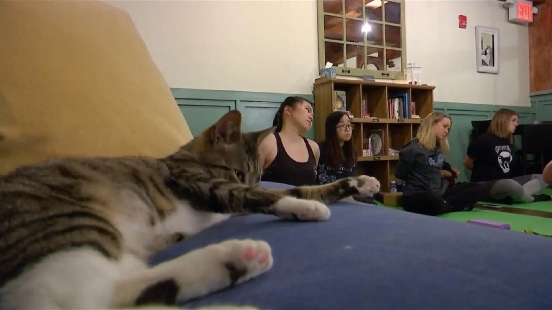 New York: Katzen-Yoga im Katzen-Café