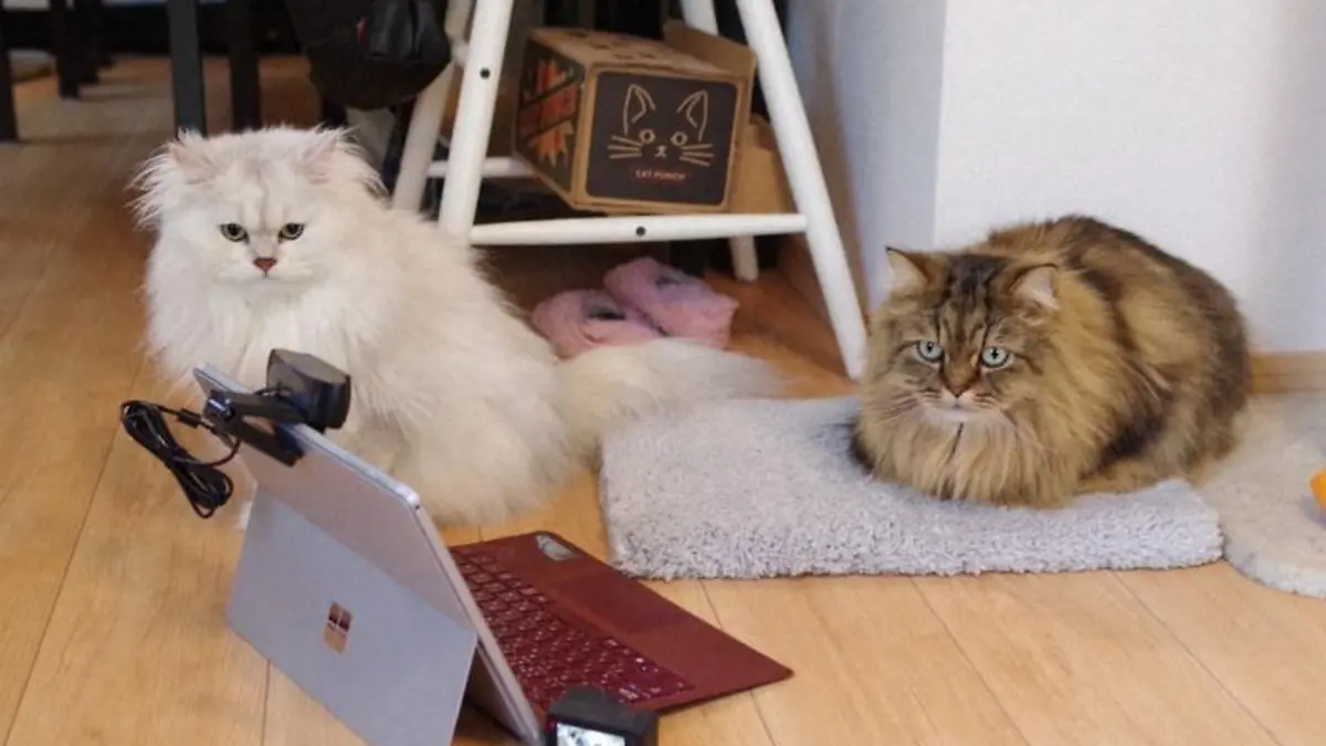 Schaut sie schnell weg oder starrt sie auf den Bildschirm? So haben Forscher das Namensgedächtnis von Katzen erforscht.