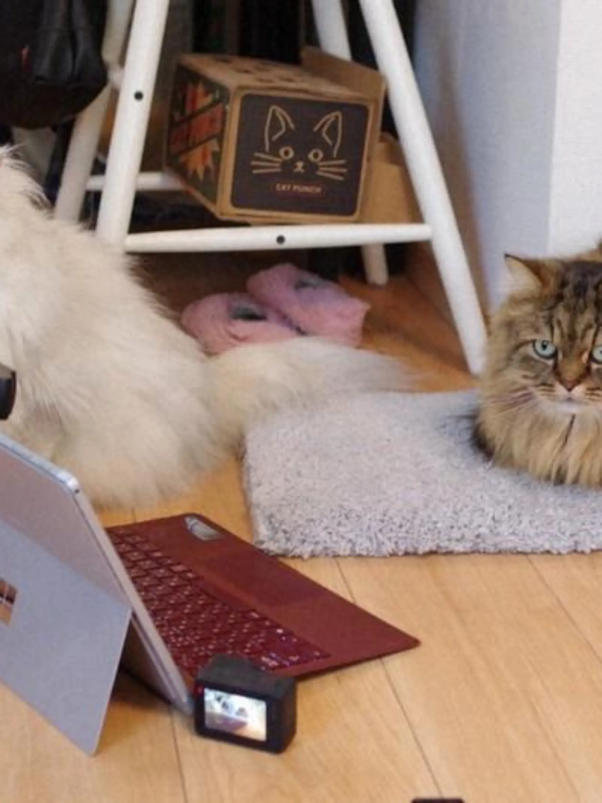 Schaut sie schnell weg oder starrt sie auf den Bildschirm? So haben Forscher das Namensgedächtnis von Katzen erforscht.