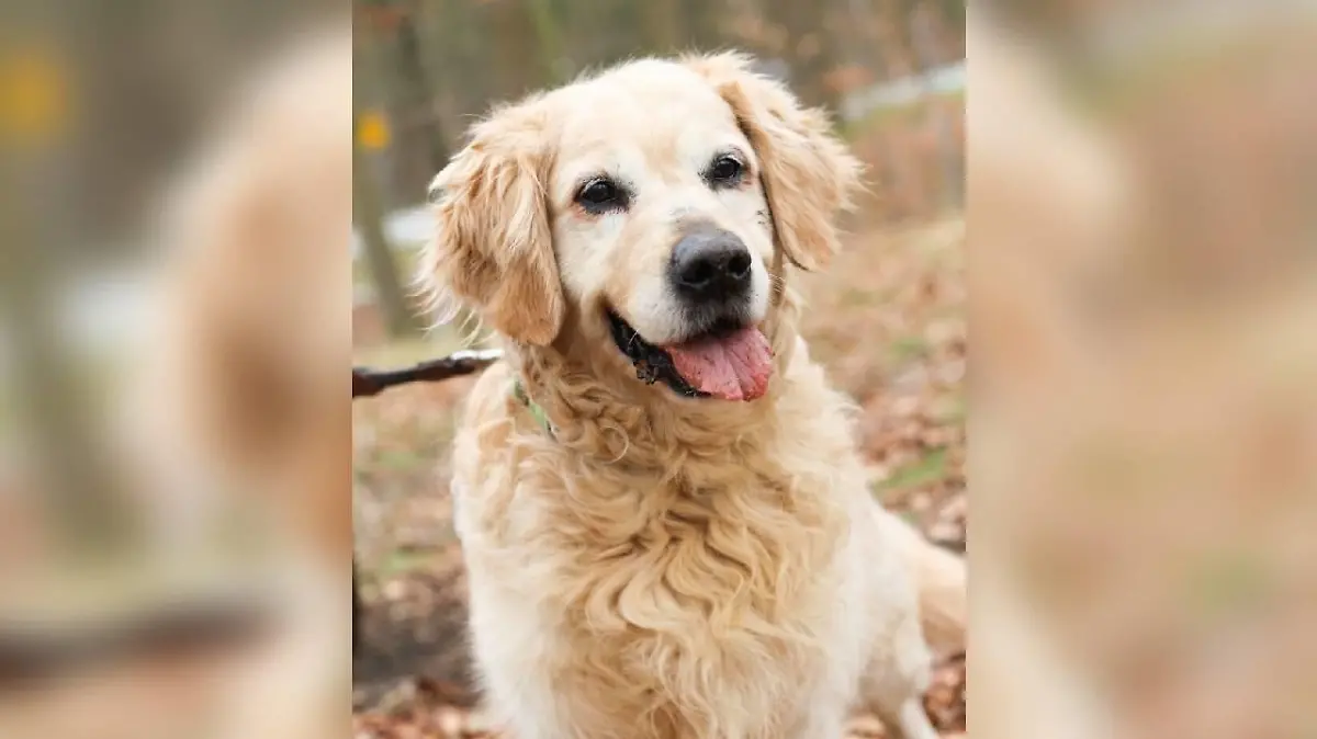 Hundeopa Boogey ist auf den ersten Blick ein Golden Retriever wie aus dem Bilderbuch.