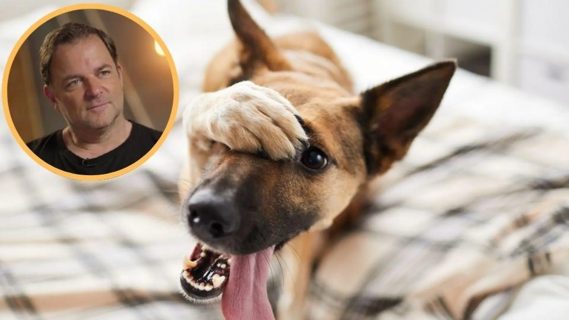 Collage Martin Rütter und Hund, der sich schämt